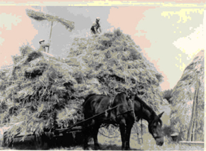paard met wagen stro